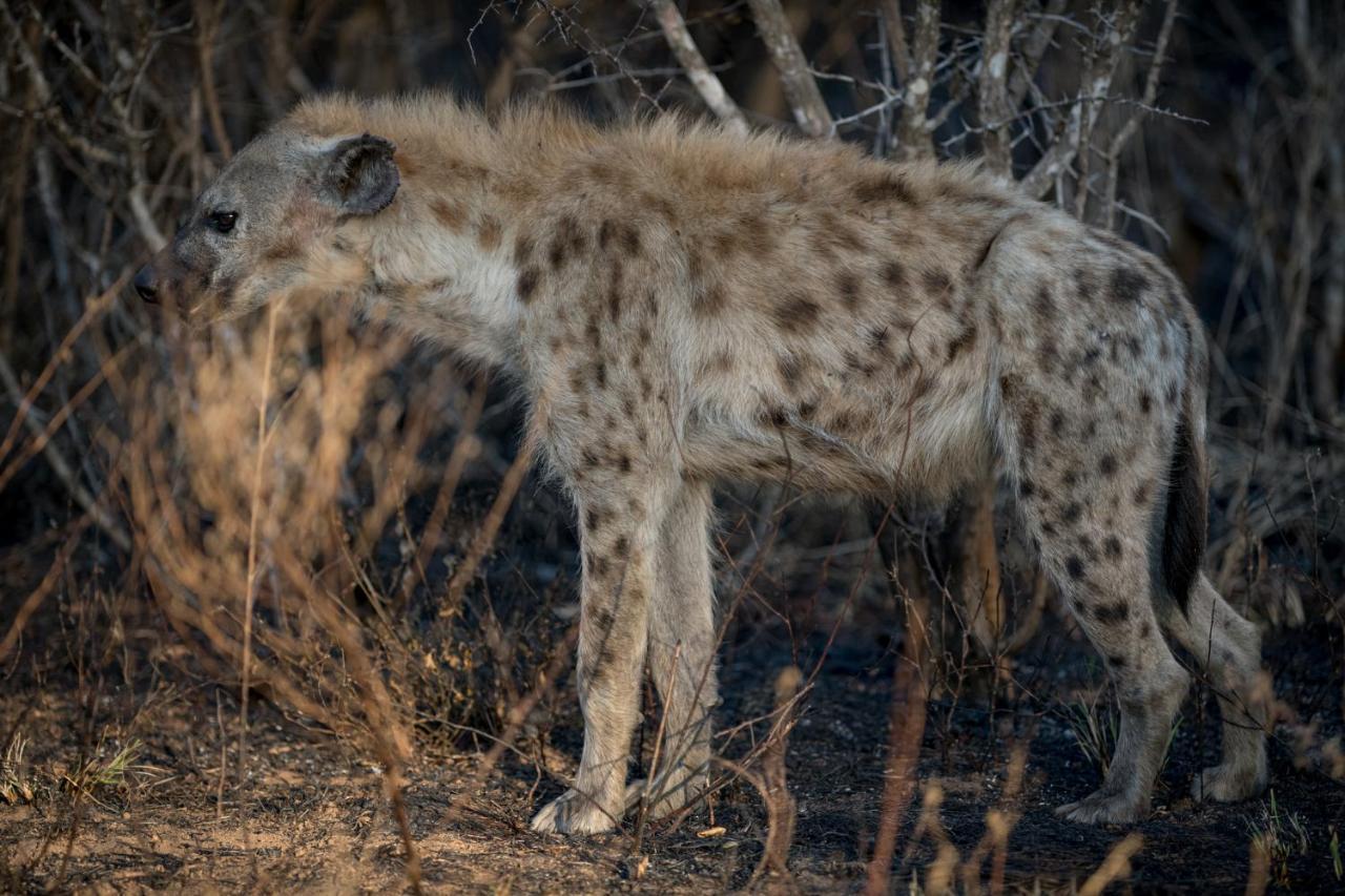 Nkuhlu Tented Camp Luxuszelt