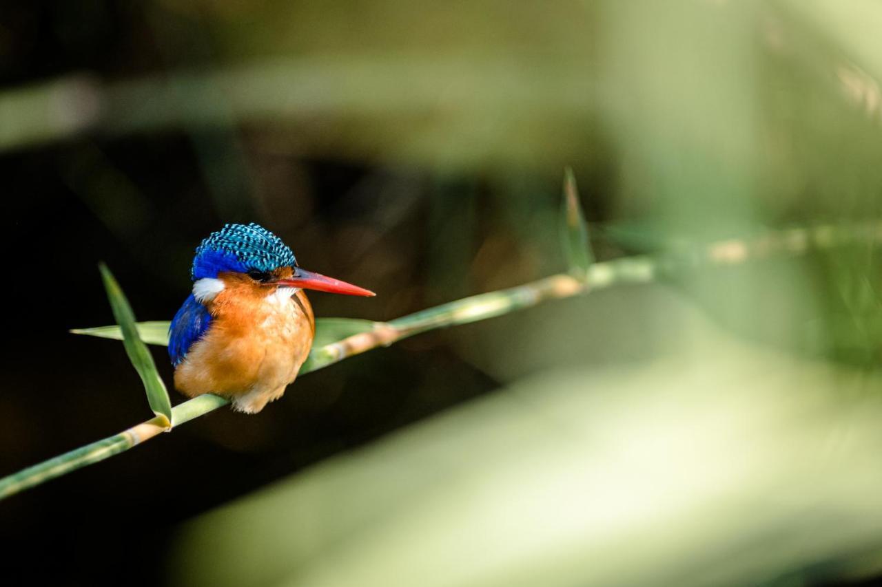 Luxuszelt Nkuhlu Tented Camp