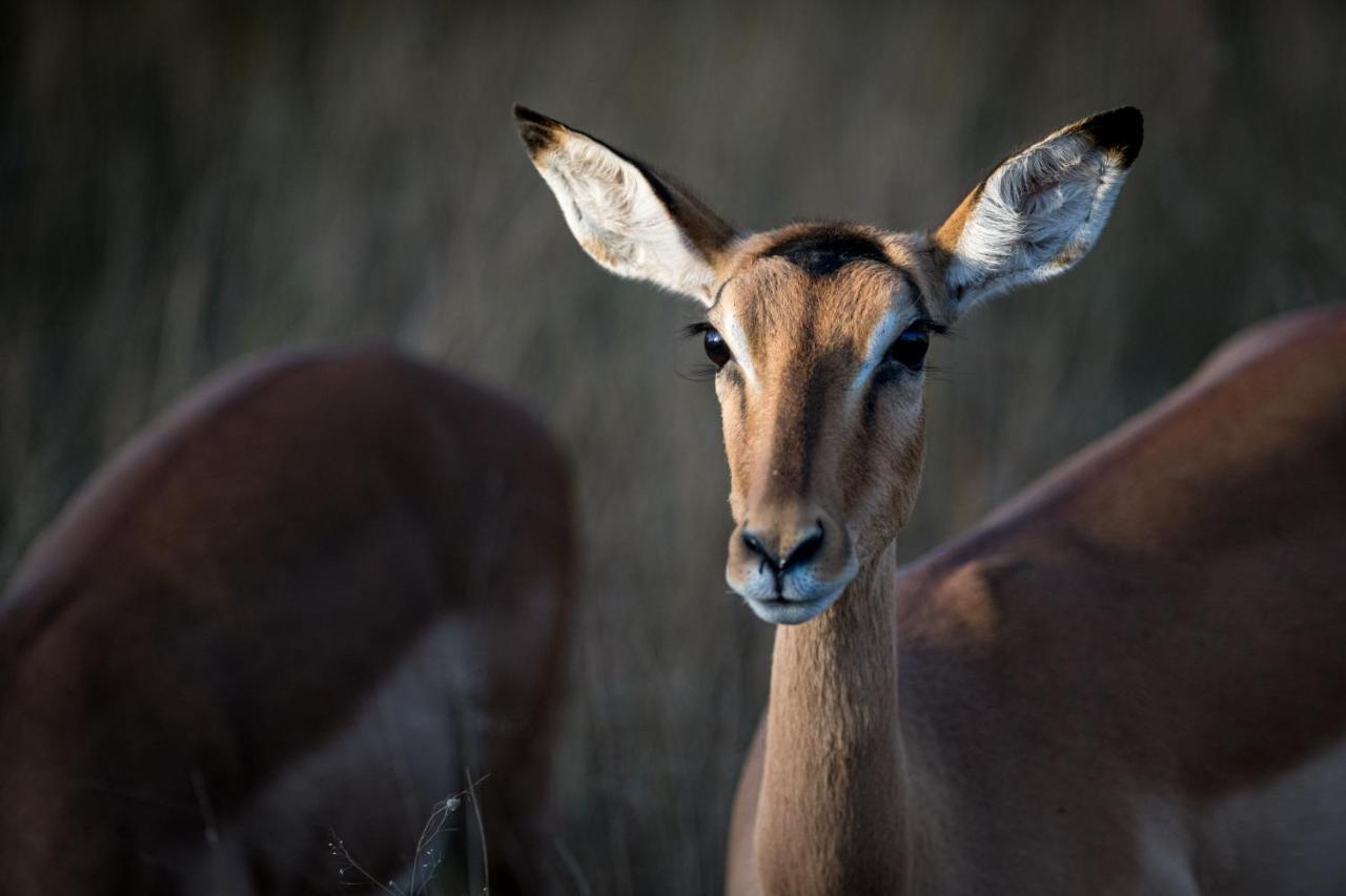 Nkuhlu Tented Camp Luxuszelt